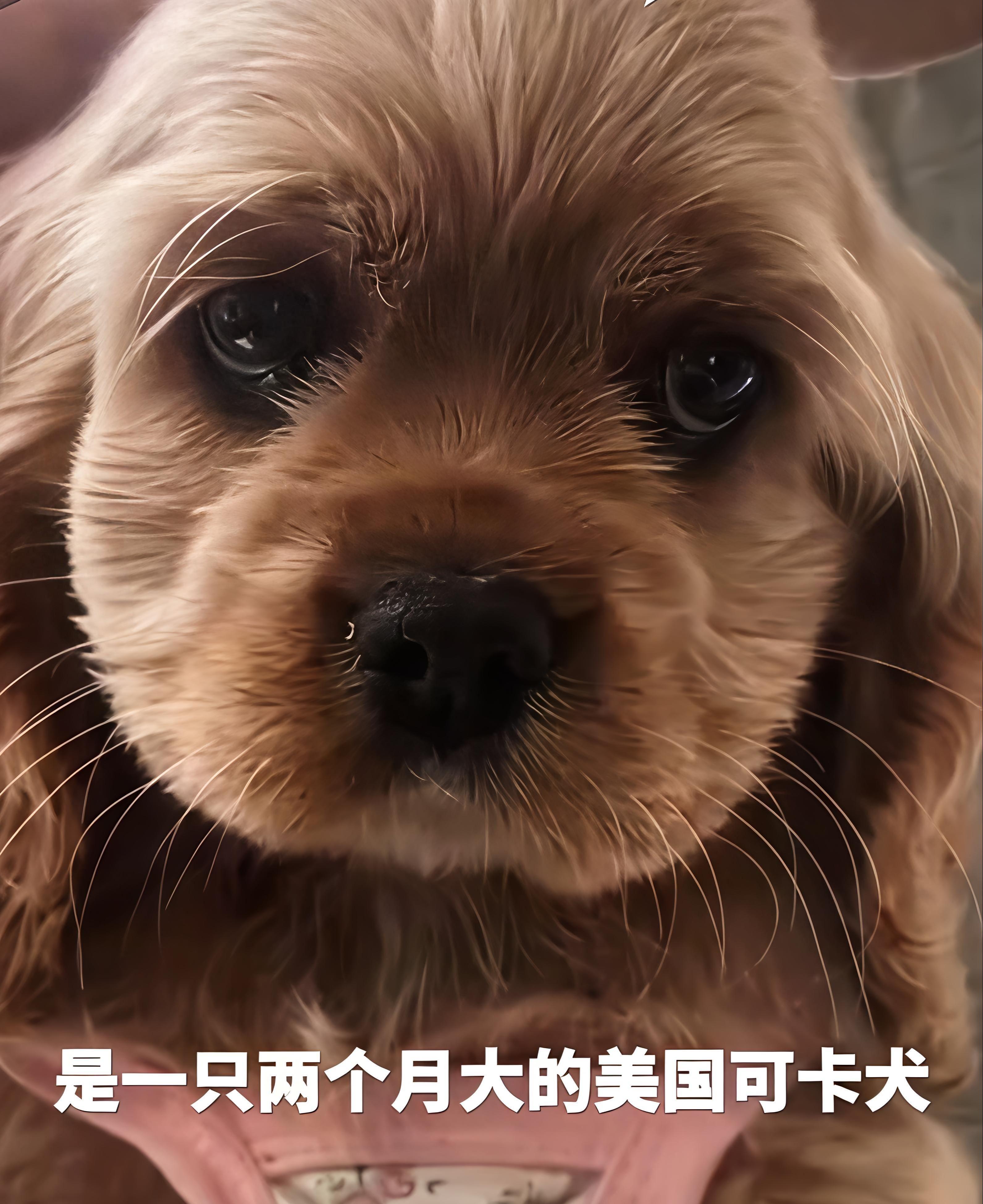 开云网站-河北偷狗女子社会性死亡：人被拘了，名声臭了，更恶心的还在后面